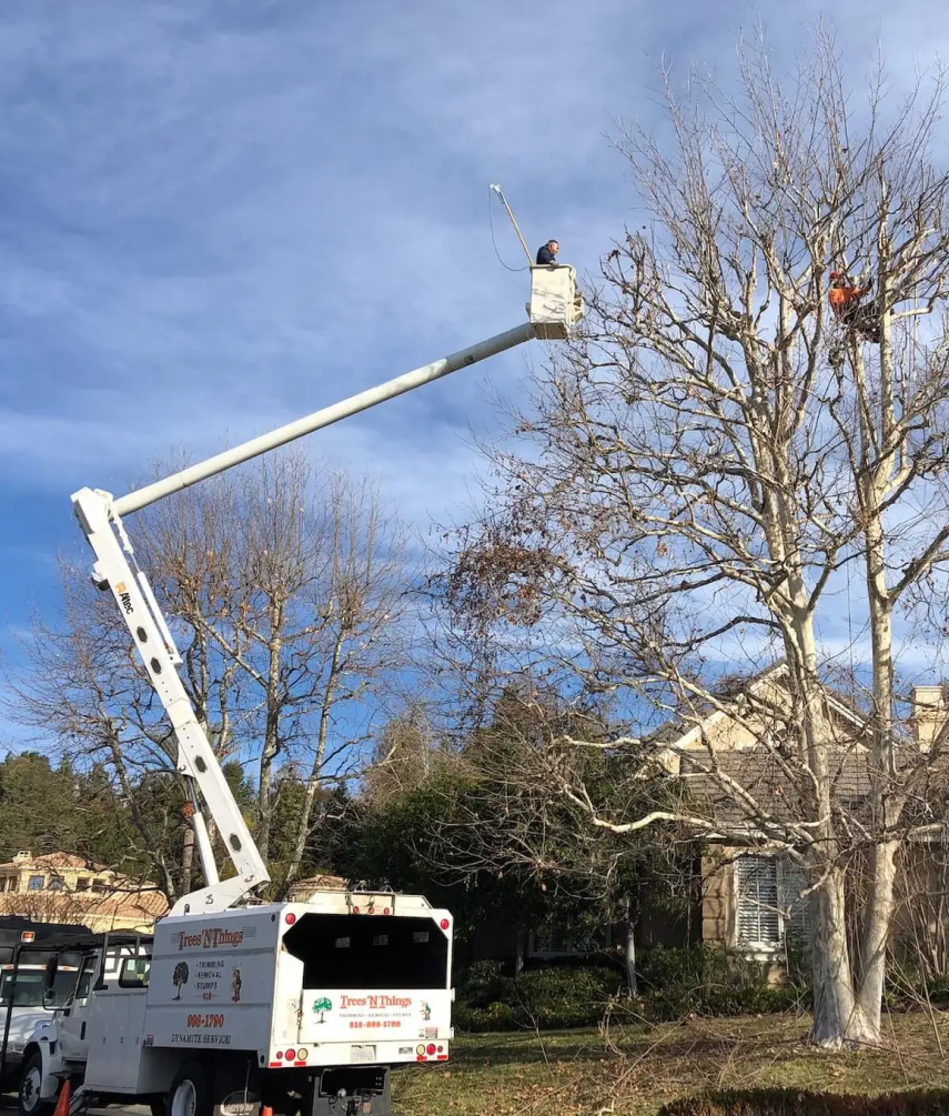 Tree Service North Hollywood, CA